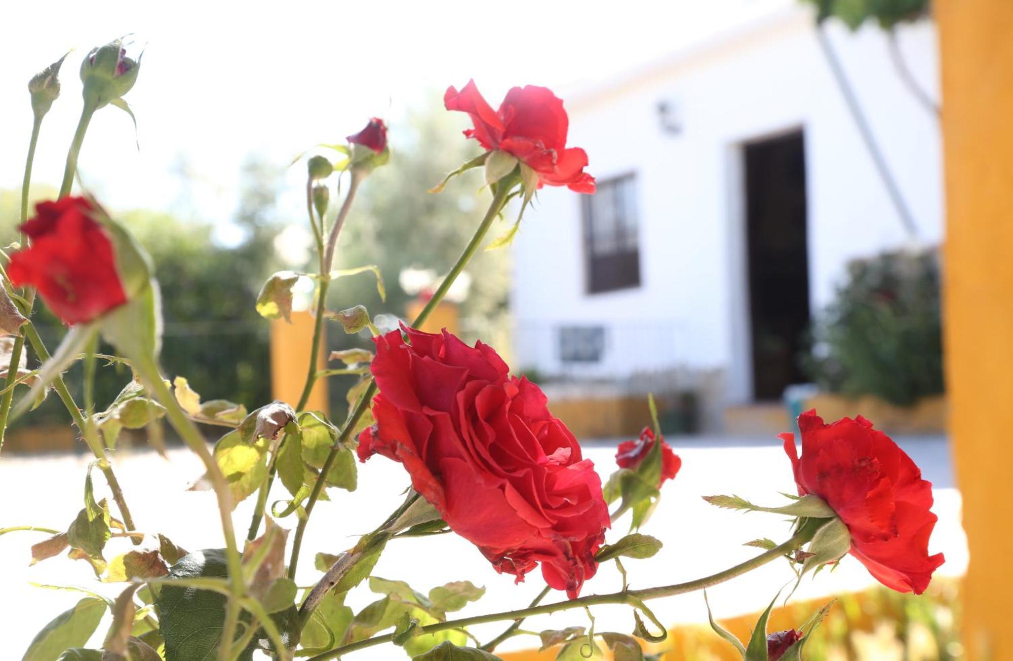 Casa Rural Huerta La Lapa Canete la Real Exteriör bild